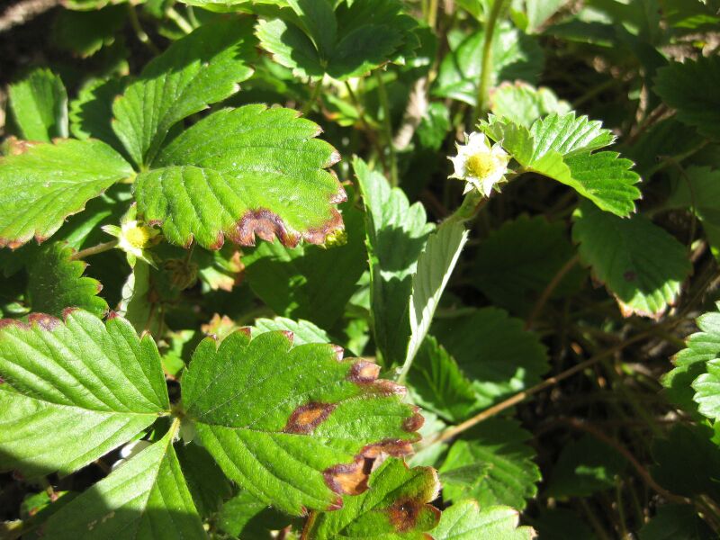 File:IMG 1858 hunt09oct.jpg