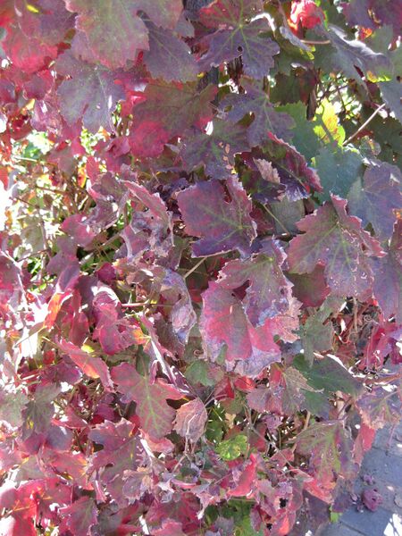 File:IMG 1860 hunt09oct.jpg