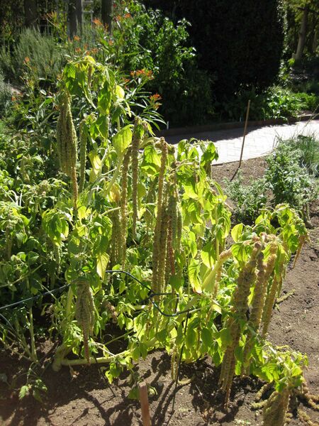 File:IMG 1864 hunt09oct.jpg