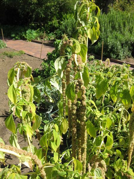 File:IMG 1865 hunt09oct.jpg