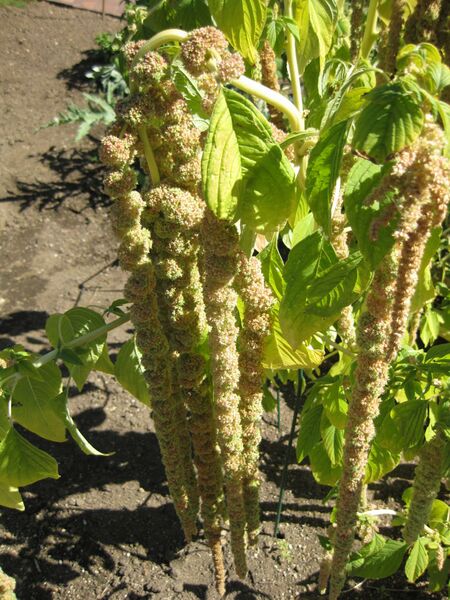 File:IMG 1866 hunt09oct.jpg