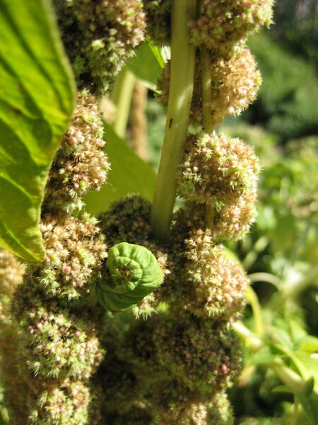 File:IMG 1867 hunt09oct.jpg