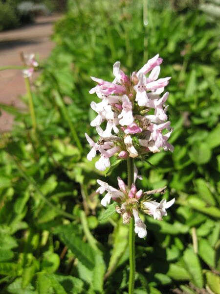 File:IMG 1869 hunt09oct.jpg