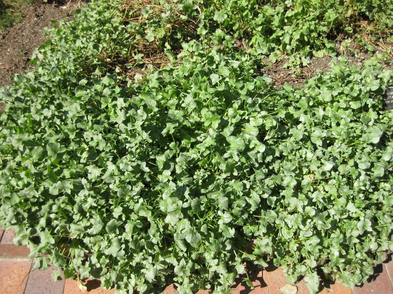 File:IMG 1870 hunt09oct.jpg