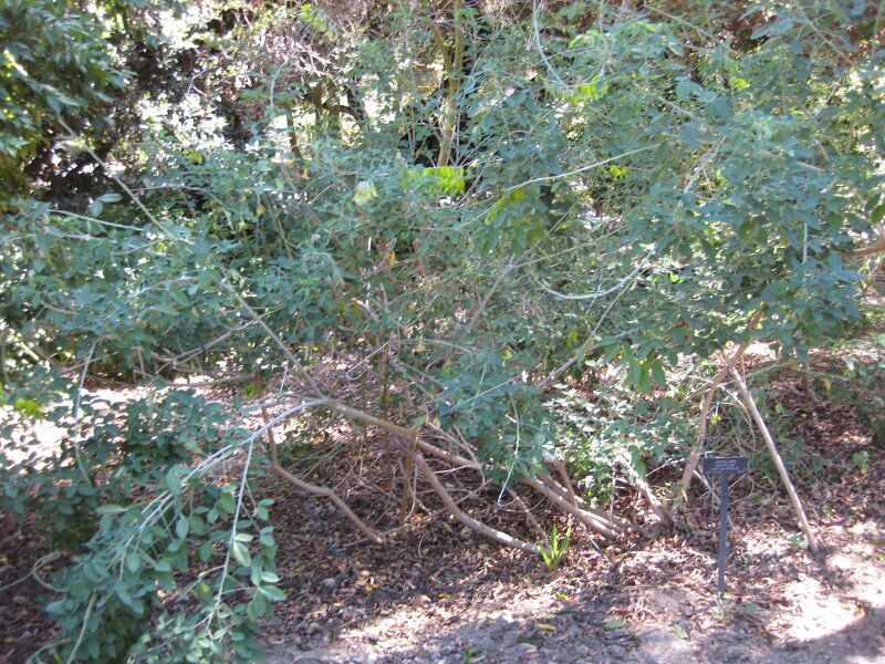 File:IMG 1876 hunt09oct.jpg