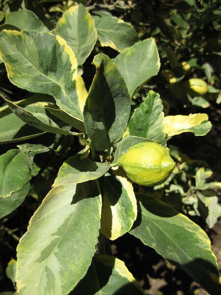 File:IMG 1880 hunt09oct.jpg