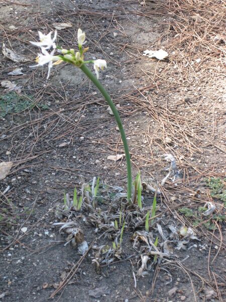 File:IMG 1886 hunt09oct.jpg