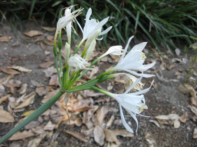 File:IMG 1889 hunt09oct.jpg