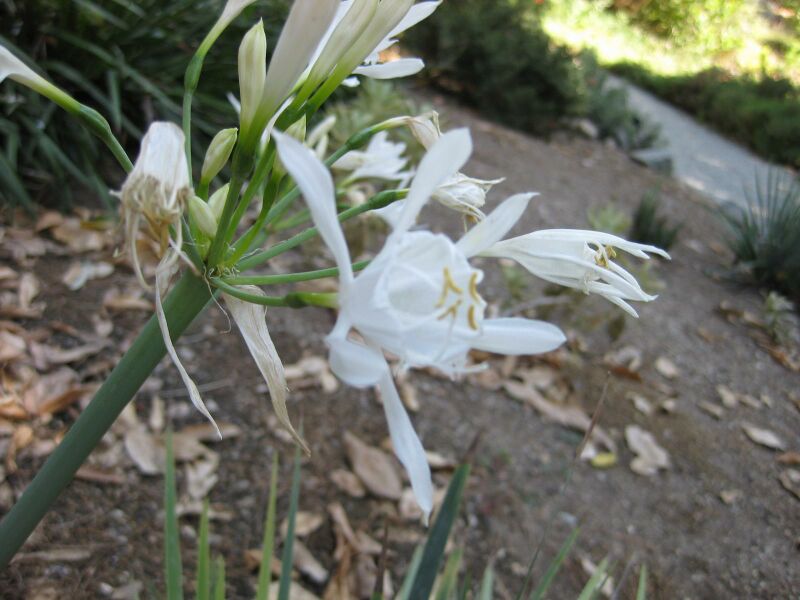 File:IMG 1890 hunt09oct.jpg