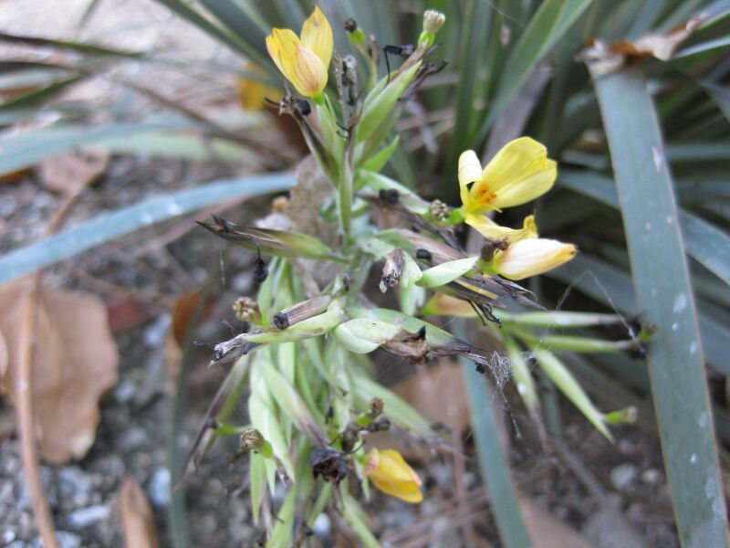 File:IMG 1894 hunt09oct.jpg