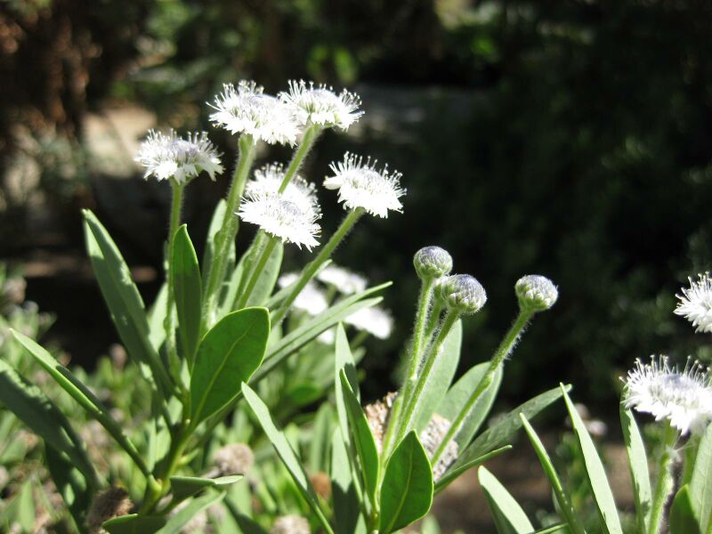 File:IMG 1896 hunt09oct.jpg