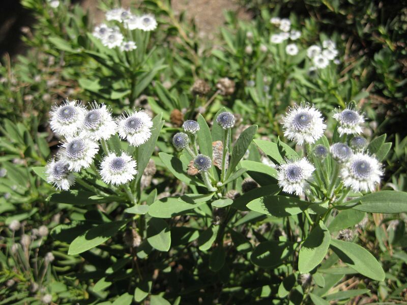 File:IMG 1897 hunt09oct.jpg