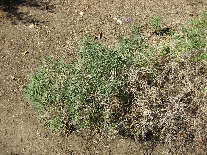 File:IMG 1899 hunt09oct.jpg