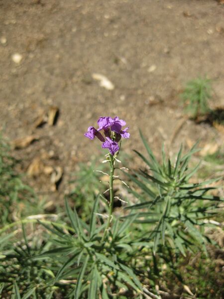 File:IMG 1900 hunt09oct.jpg