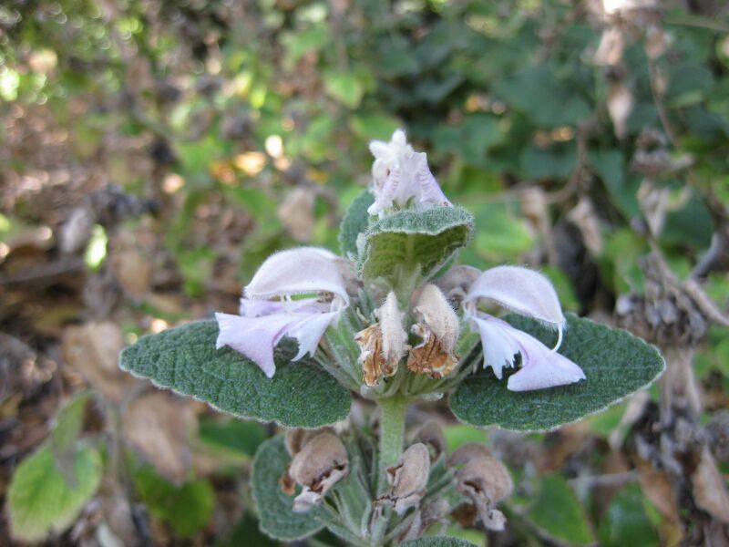 File:IMG 1902 hunt09oct.jpg