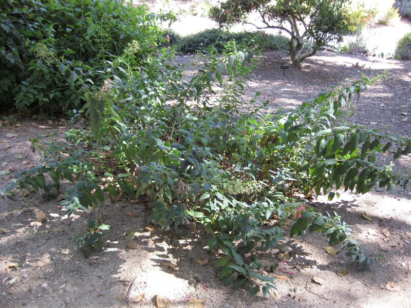 File:IMG 1905 hunt09oct.jpg