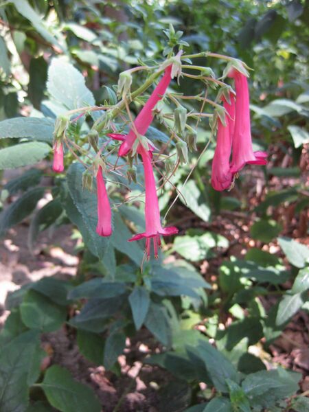 File:IMG 1906 hunt09oct.jpg