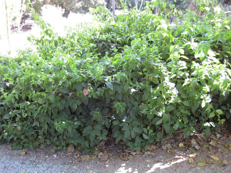 File:IMG 1907 hunt09oct.jpg