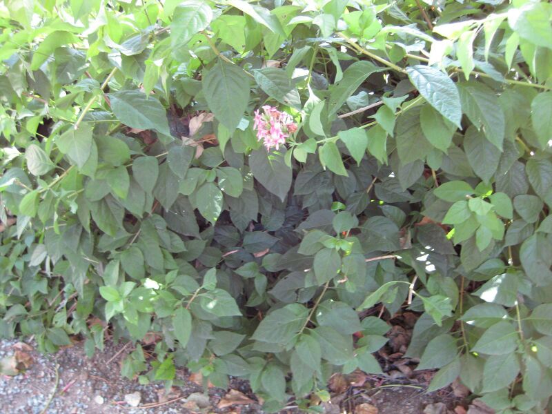 File:IMG 1908 hunt09oct.jpg