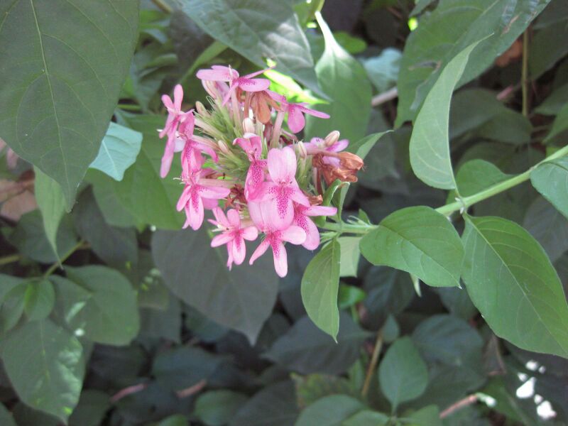 File:IMG 1909 hunt09oct.jpg