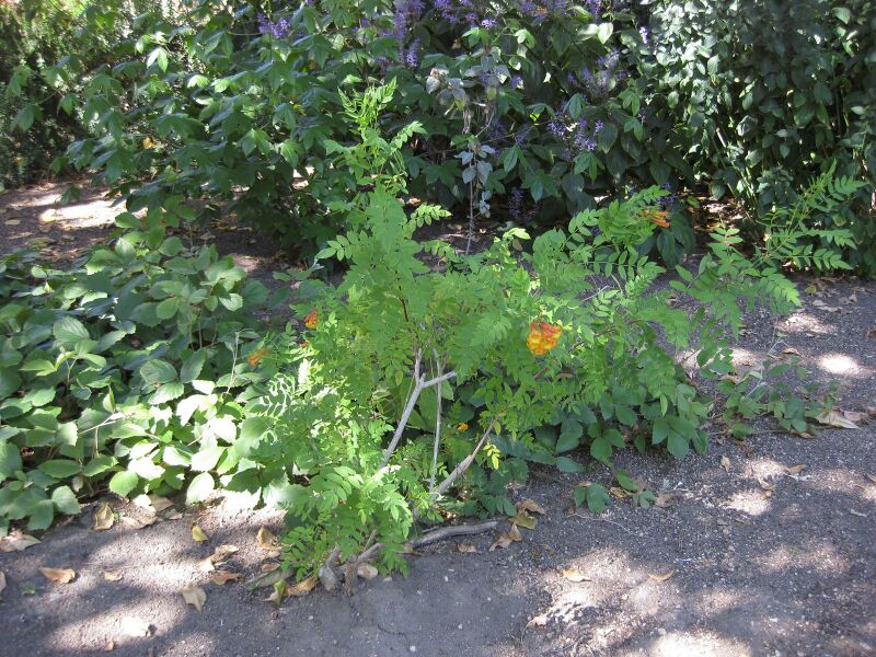 File:IMG 1910 hunt09oct.jpg