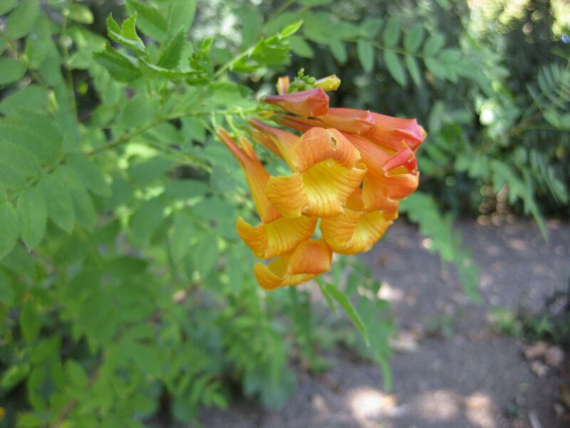 File:IMG 1913 hunt09oct.jpg