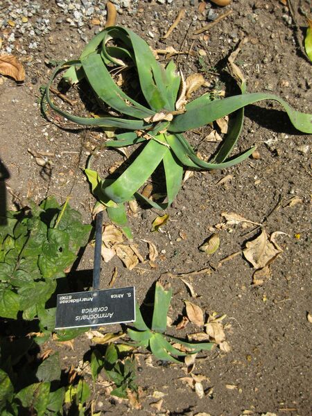 File:IMG 1919 hunt09oct.jpg