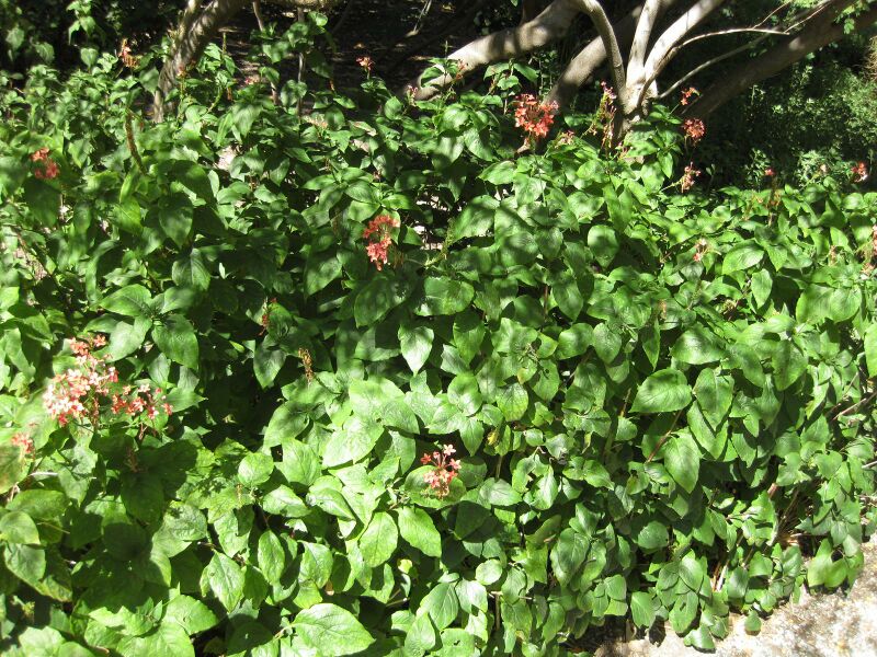 File:IMG 1920 hunt09oct.jpg