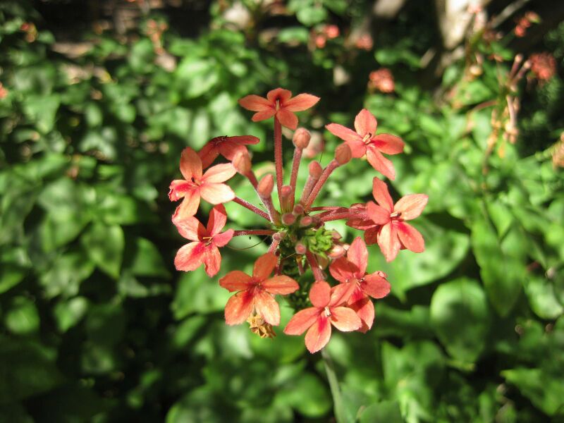 File:IMG 1921 hunt09oct.jpg