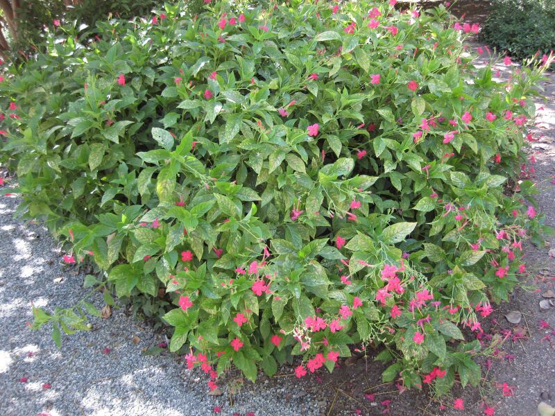 File:IMG 1923 hunt09oct.jpg