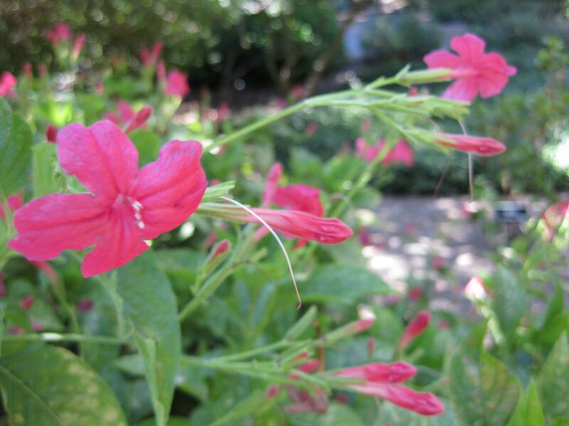 File:IMG 1924 hunt09oct.jpg