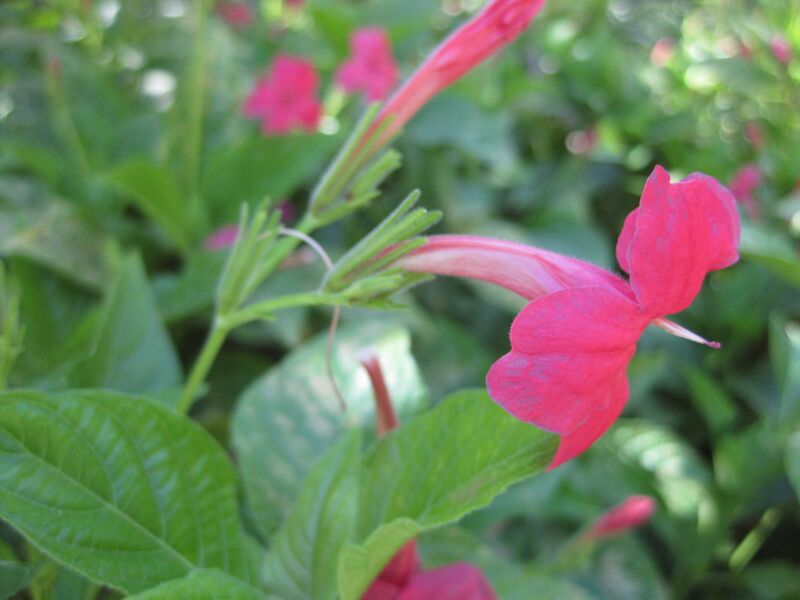 File:IMG 1925 hunt09oct.jpg