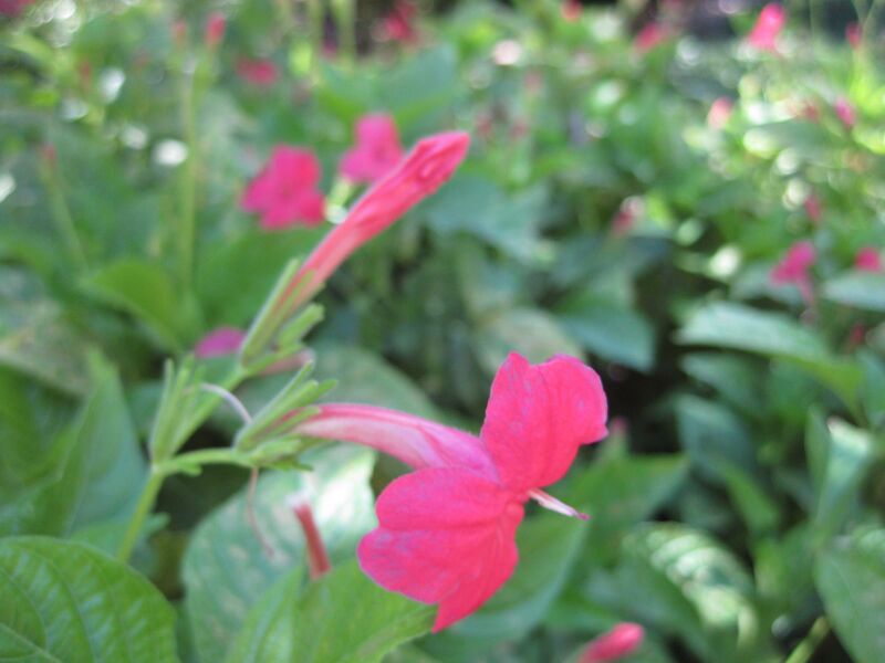 File:IMG 1926 hunt09oct.jpg