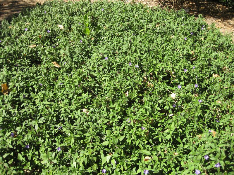 File:IMG 1929 hunt09oct.jpg