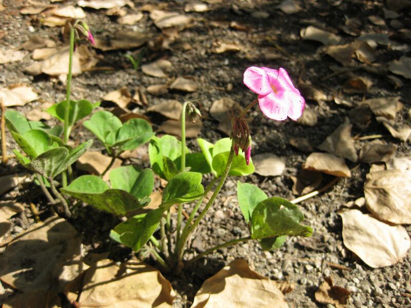 File:IMG 1932 hunt09oct.jpg