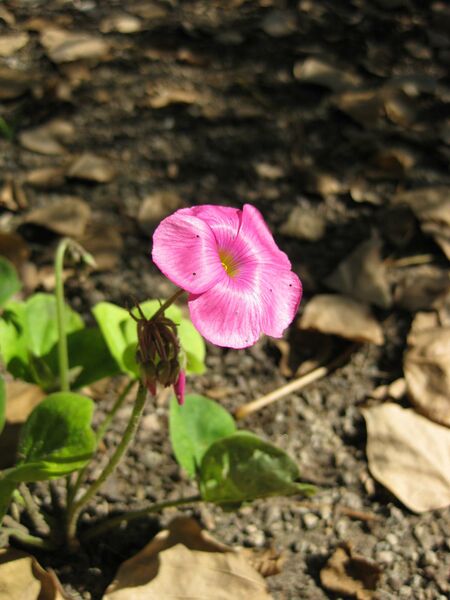 File:IMG 1933 hunt09oct.jpg