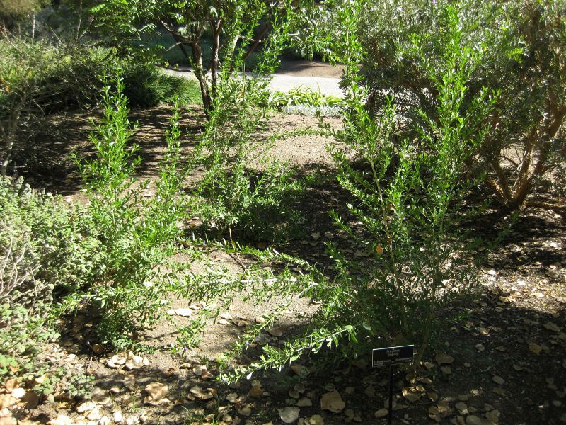 File:IMG 1935 hunt09oct.jpg