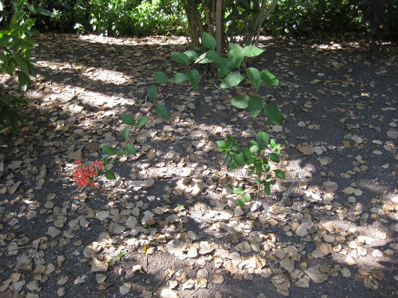 File:IMG 1938 hunt09oct.jpg