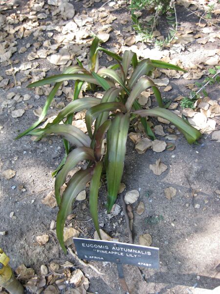 File:IMG 1943 hunt09oct.jpg