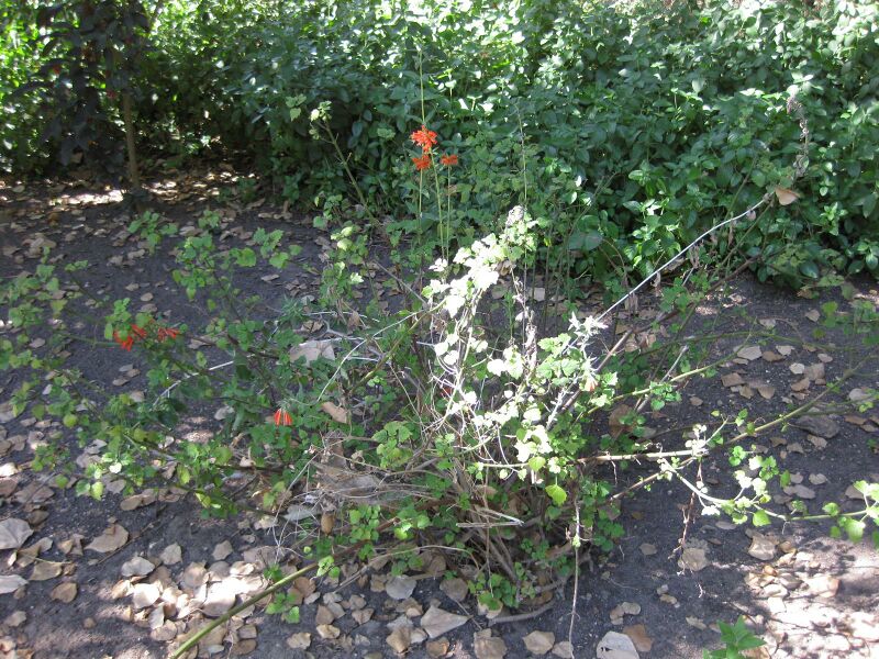 File:IMG 1944 hunt09oct.jpg