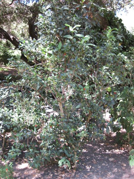 File:IMG 1947 hunt09oct.jpg