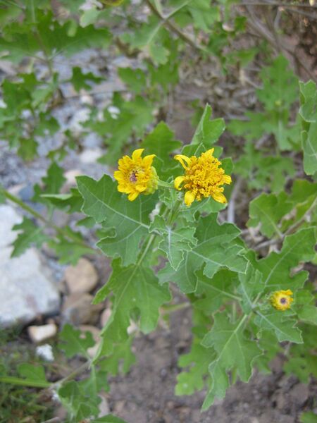 File:IMG 1955 hunt09oct.jpg