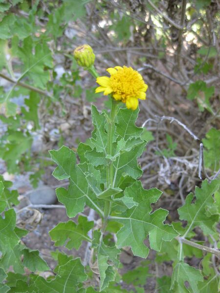 File:IMG 1956 hunt09oct.jpg