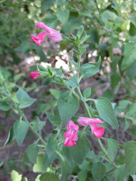 File:IMG 1959 hunt09oct.jpg