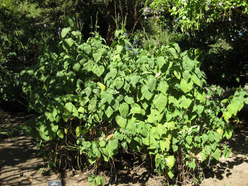 File:IMG 1961 hunt09oct.jpg