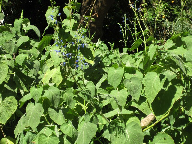 File:IMG 1962 hunt09oct.jpg