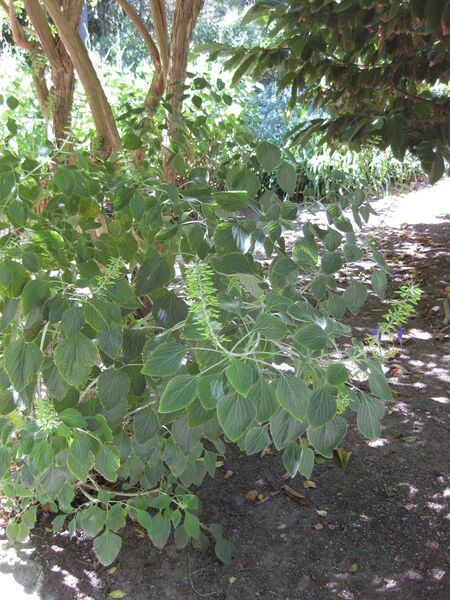 File:IMG 1964 hunt09oct.jpg