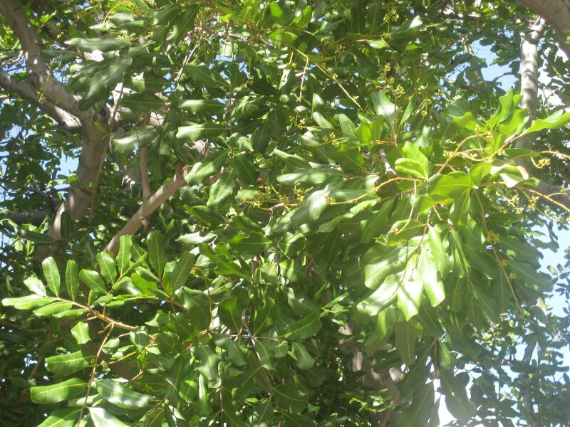 File:IMG 1965 hunt0903.jpg