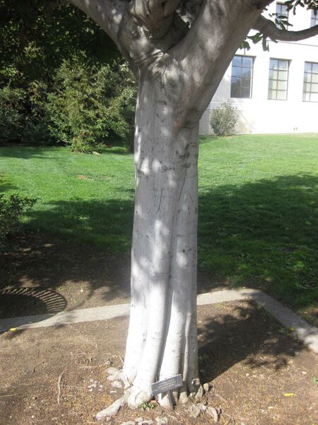 File:IMG 1967 hunt0903.jpg