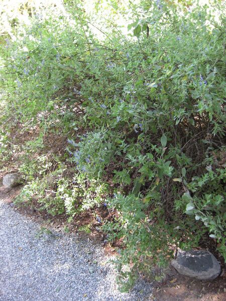 File:IMG 1967 hunt09oct.jpg